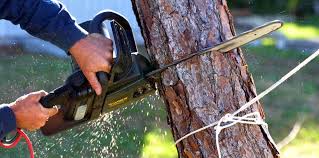 Best Tree Cabling and Bracing  in Lake Lifornia, CA