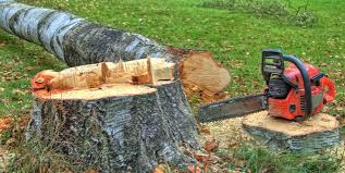 Best Tree Mulching  in Lake Lifornia, CA