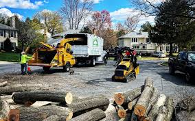 Best Root Management and Removal  in Lake Lifornia, CA