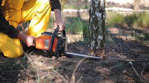 Pest Control for Lawns in Lake California, CA