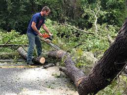 How Our Tree Care Process Works  in  Lake California, CA