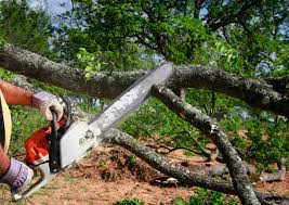  Lake Lifornia, CA Tree Care Pros