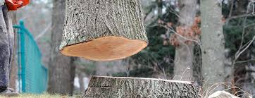 Lake California, CA Tree Care Company
