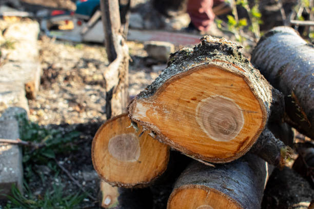 Best Fruit Tree Pruning  in Lake Lifornia, CA
