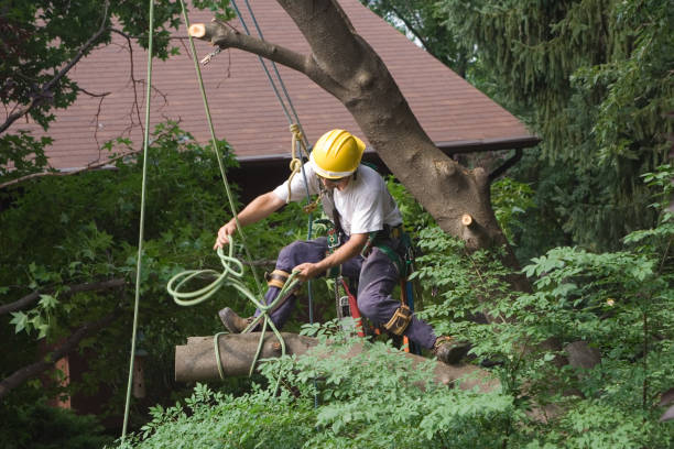 Best Stump Grinding and Removal  in Lake Lifornia, CA