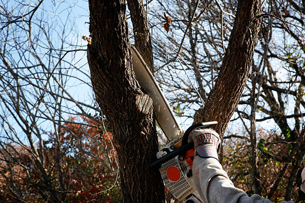 Best Tree and Shrub Care  in Lake Lifornia, CA