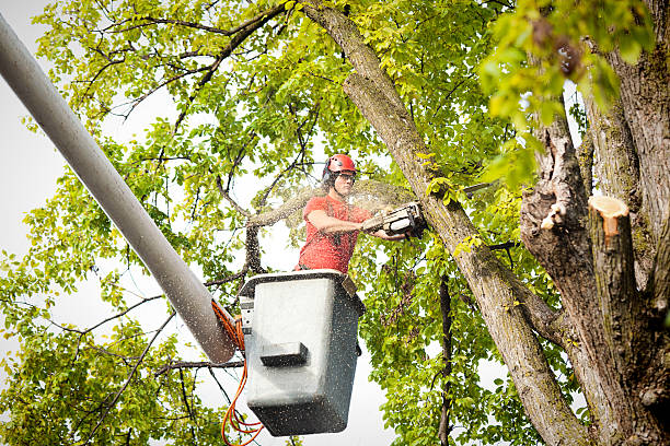 Best Tree Trimming and Pruning  in Lake Lifornia, CA