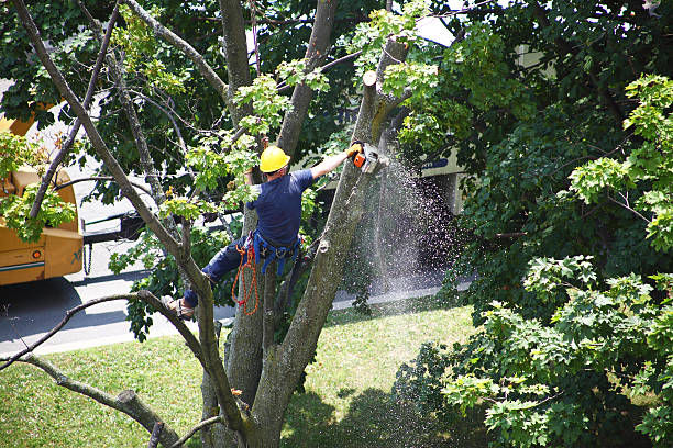 Best Tree Health Inspection  in Lake Lifornia, CA
