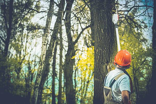 Best Soil Testing and Treatment  in Lake Lifornia, CA