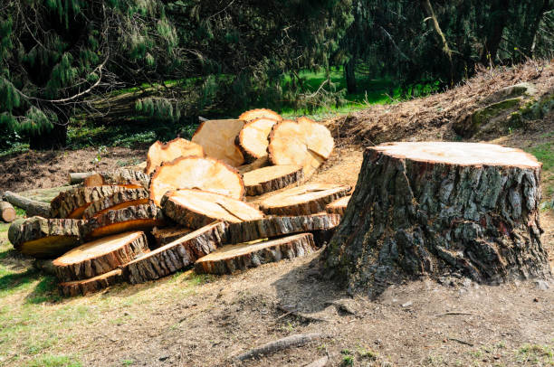 Best Emergency Tree Removal  in Lake Lifornia, CA